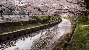 Cherry blossom treats behind a roadway