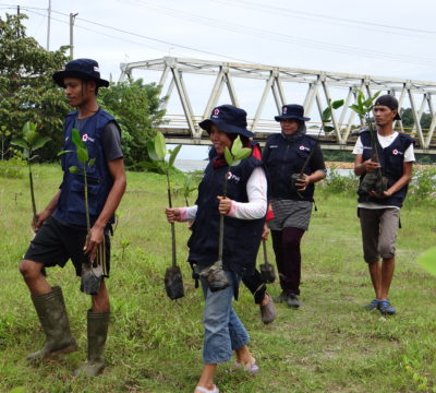 Volunteers carry mangrove saplings