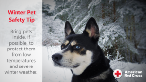 pet safety winter tip Red Cross dog