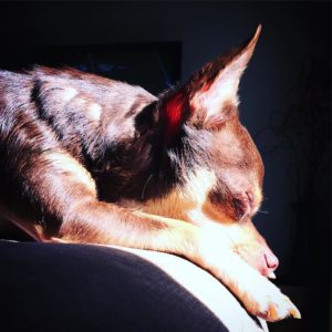 rolo sunlight dog puppy bored eyes closed
