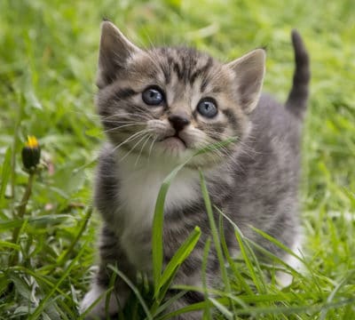Red Cross pet safety gray kitten