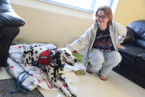 red cross hurricane matthew dog ember dalmatian with shelter resident
