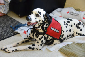 red cross hurricane matthew dog ember dalmatian laying down