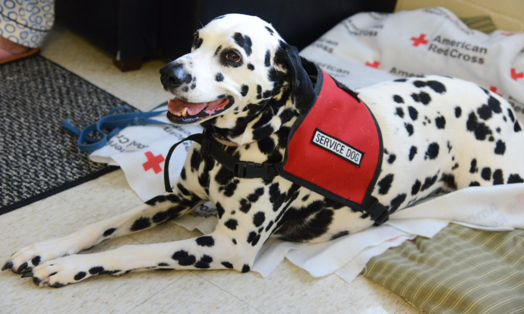 Dalmatian store service dog