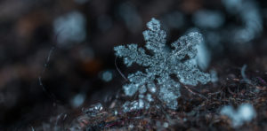 A close up of a dendrite or a snowflake on the ground
