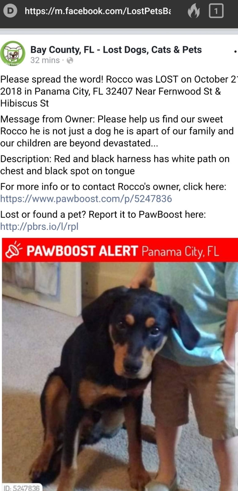 A post on social media from Rocco's family asking for help finding him. 